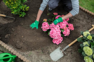 Termesztése hortenzia az Urál alkalmas fajták, a gondozás és ramnozhenie