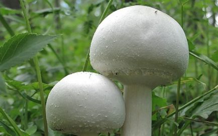 Вирощування грибів як бізнес у себе вдома