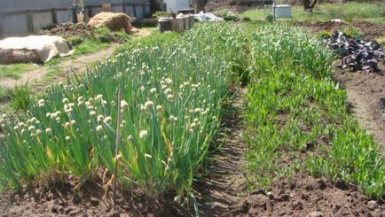 Cultivarea cepei în casă