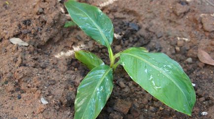 Grow banán, vendégház tannin