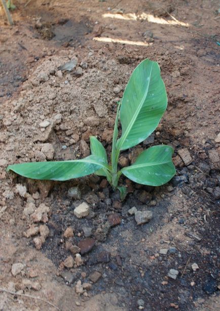 Grow banán, vendégház tannin