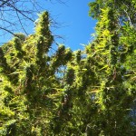 A leszálló kannabisz magvak - növekvő kender, marihuána, kannabisz szabadban