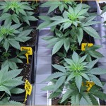 Plantarea semințelor de cânepă - canabisul în creștere, marijuana, canabisul în sol deschis