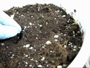 A leszálló kannabisz magvak - növekvő kender, marihuána, kannabisz szabadban