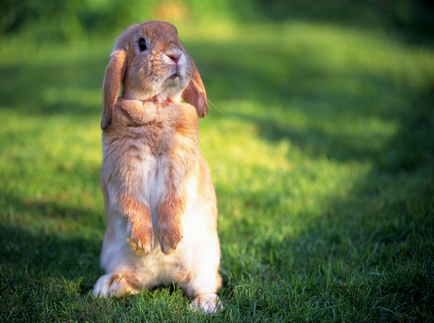 Rabbit iepure îndoit