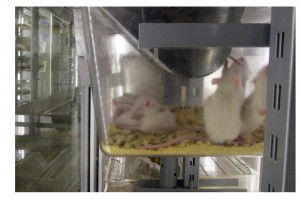 Vivariumul premiselor și condițiilor de păstrare a animalelor, un vivarium pentru păstrarea animalelor de laborator,