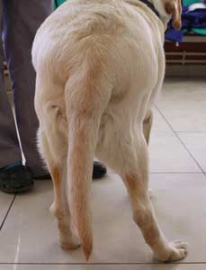 Dislocarea articulației la câine