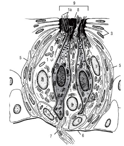 Băuturi aromate