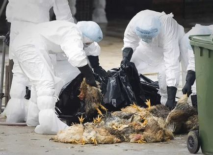 În regiunea Moscovei, șase focare de gripă aviară