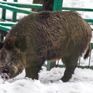 Вольєрний комплекс «лаура»