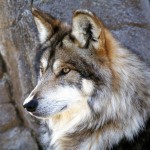 Вовк, чим харчується, де живе, полювання, фото - світ тварин