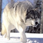 Wolf, ce mănâncă, unde trăiește, vânează, lumea fotografie-animale