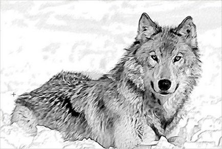 Wolf, ce mănâncă, unde trăiește, vânează, lumea fotografie-animale