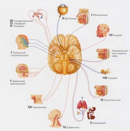 Inflamația simptomelor și tratamentului nervului trigeminal