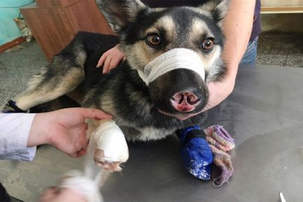 Restaurarea câinelui, după ce un psihopat ia tăiat nasul și labele