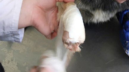 Restaurarea câinelui, după ce un psihopat ia tăiat nasul și labele