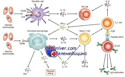 Imunitatea congenitală a factorilor umani de influență, mecanismele de întreținere