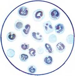 Вроджений імунітет - мікробіологія з технікою мікробіологічних досліджень