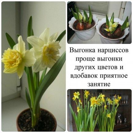 Все про вигонку нарцисів і тюльпанів в домашні словиях умови, час і технологія відео