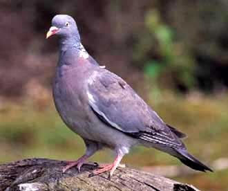 Vyakhir, vityunen (columba ramumbus), pigment, colorare, distribuție, distribuție, comportament, hrană pentru animale, hrană pentru animale