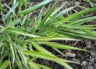 Hakonechloa érdekes fajták, gondoskodás, telelő díszítő elemek