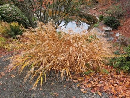 Hakonechloa érdekes fajták, gondoskodás, telelő díszítő elemek