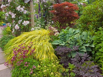 Hakonechloa érdekes fajták, gondoskodás, telelő díszítő elemek