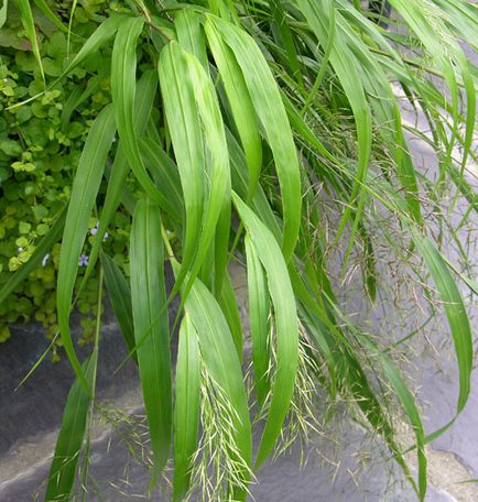 Hakonechloa érdekes fajták, gondoskodás, telelő díszítő elemek