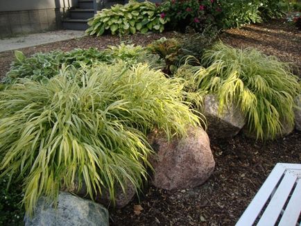 Hakonechloa érdekes fajták, gondoskodás, telelő díszítő elemek