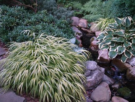 Hakonechloa érdekes fajták, gondoskodás, telelő díszítő elemek