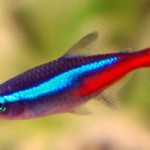 Characins akváriumi halak - a fajok közötti különbségek