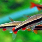 Харацинові акваріумні риби - види, відмінності