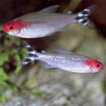 Peste de acvariu Haratsin - specii, diferențe