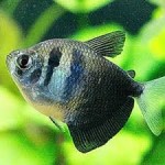 Peste de acvariu Haratsin - specii, diferențe