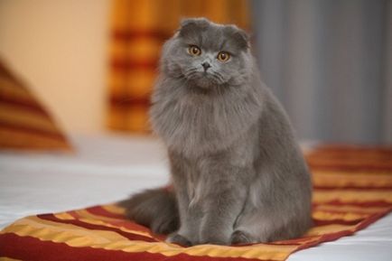 Highland fold - pisica inteligenta si iubitoare de pace