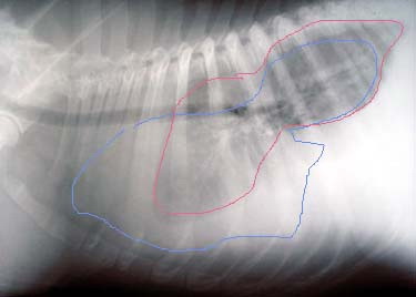 Chilothorax la animale - clinica veterinară a doctorului shustovoy, medic veterinar balakovo