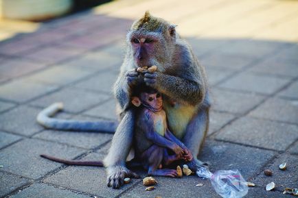 Templul fotografiei Uluwat din Bali și răspunsul nostru - pe marginea templului uluwatu a abisului