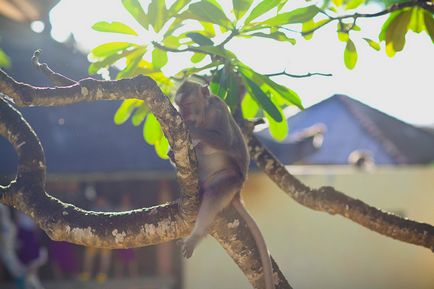 Храм Улувату бали фото і наш відгук - на краю прірви uluwatu temple