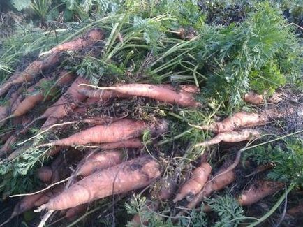 Зберігання моркви і свеклисвой будиночок в селі