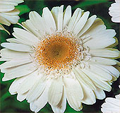 Chrysanthemum tetravain, 20 buc.