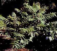 Poison ivy, stejar sau sumac