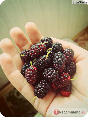Berry Mulberry