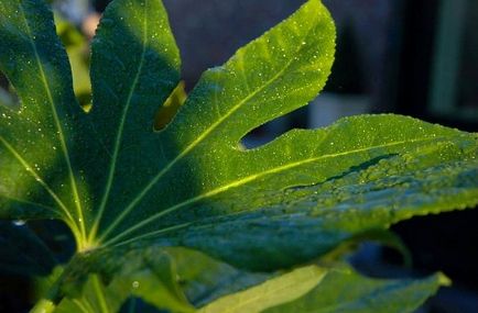 Fatsia japoneză de îngrijire la domiciliu, ls