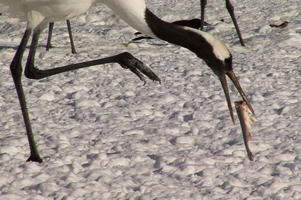 Japoneză, Ussuri sau Manchurian Crane