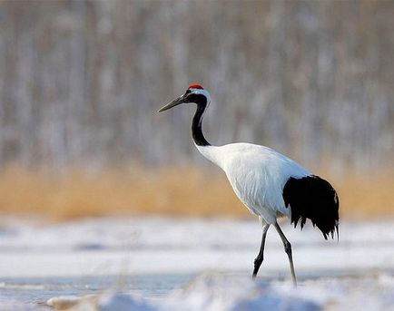 Japoneză, Ussuri sau Manchurian Crane