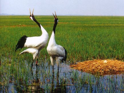 Japoneză, Ussuri sau Manchurian Crane