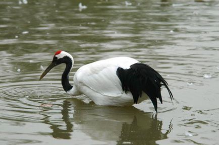 Japoneză, Ussuri sau Manchurian Crane