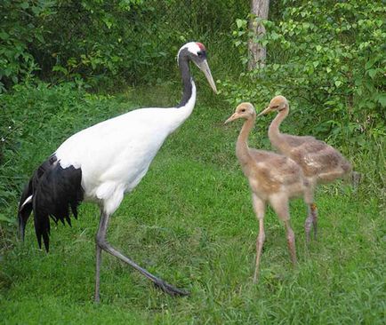 Japoneză, Ussuri sau Manchurian Crane