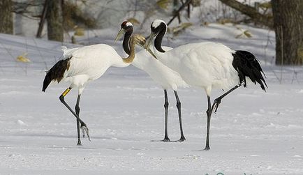 Japoneză, Ussuri sau Manchurian Crane