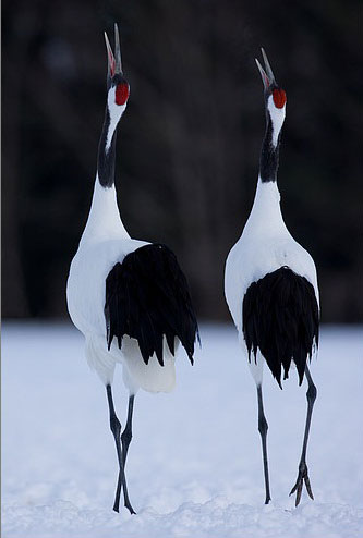 Japoneză, Ussuri sau Manchurian Crane